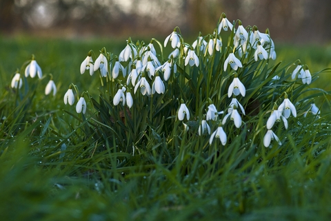 Snowdrop | Manx Wildlife Trust